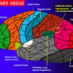 Neuroplasticity: How to Change Your Brain